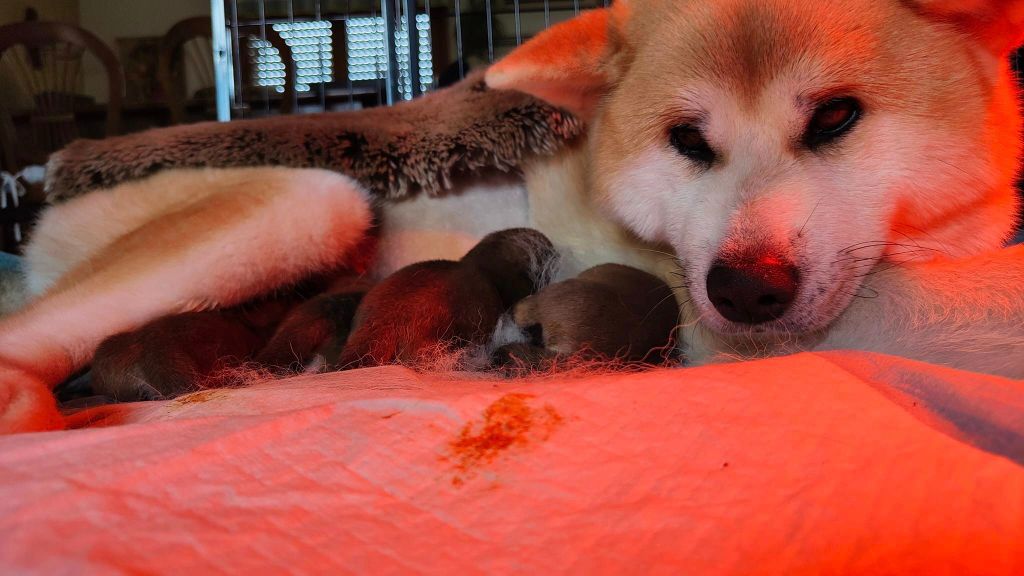 chiot Akita Du Soleil Levant De Rieux